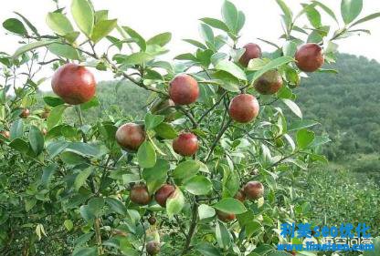 新穎檸檬怎樣泡水喝（在家做檸檬蜂蜜水）