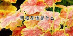 礬根的花語_礬根的寓意和象征是什么